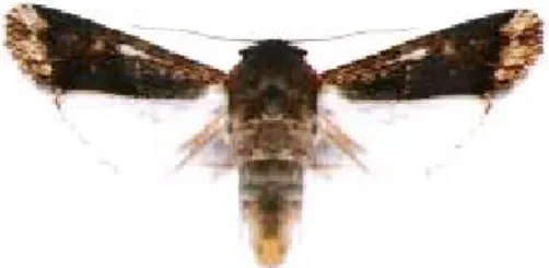 Figura 2. “Lagarta-rosca” (Agrotis repleta Walker, 1857) 