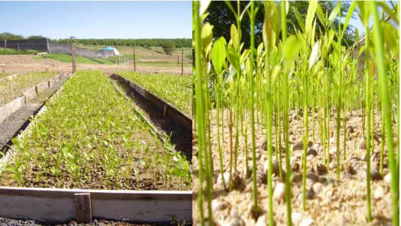 Figura  2  –  À  esquerda  germinadores  ou  sementeiras  contendo  sementes  de  Guanandi e à direita mudas para transplante 