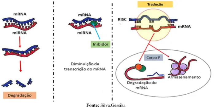 Figura 2: Demonstração dos fatores em que o miRNA prejudica o mRNA. 