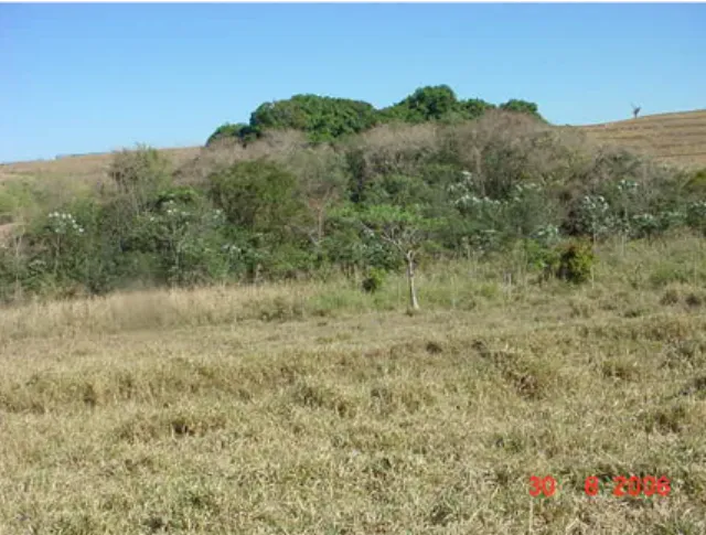 Figura 7 – Detalhes da Vegetação Natural ocorrente na área sob estudo no município de Garça - SP 