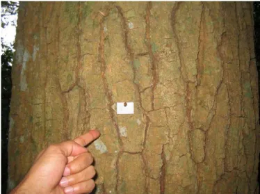Figura 7 – Plaqueamento da árvore matriz da espécie Aspidosperma polyneuron  (peroba rosa) situada no bosque municipal