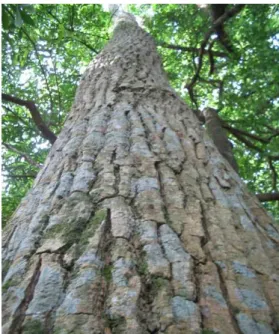 Figura 1 – Árvore matriz da espécie Aspidosperma polyneuron (peroba rosa) situada  no bosque municipal 