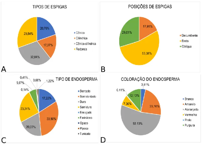 Figura 1. Tipos de espigas (A), posição de espigas (B), tipo de endosperma (C) e coloração do endosperma (D) em acessos  de milho crioulo da UFPR-Setor Palotina.