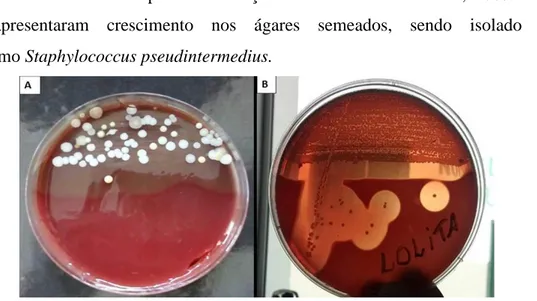 Figura 1: ilustração das culturas bacterianas realizadas no animal  1 (figura A), e no animal 2 (figura B)