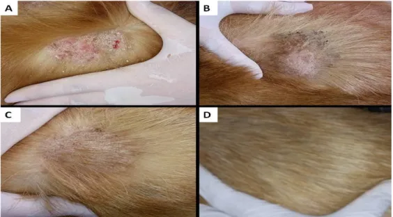 Figura 2: Reparação tecidual ao longo das sessões de ozonioterapia no cão 1: 