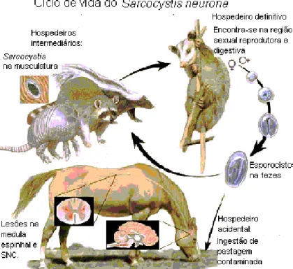 Figura 1: Ciclo de vida do Sarcocystisneurona(http//www.sarcocystis.life.cycle.jpg)