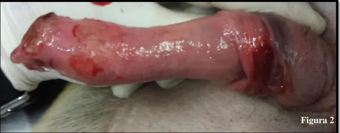 Figura  2:  Imagem  fotográfica  de  exposição  de  pênis  de  cão  com  parafimose  traumática,  demonstrando  melhora  no  edema  e  necrose,  após  15  dias  do  início  da  terapia  conservadora