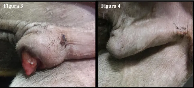 Figura  4:  Imagem  fotográfica  de  reposicionamento  prepucial  total  de  cão,  após  tratamento  conservador de parafimose traumática