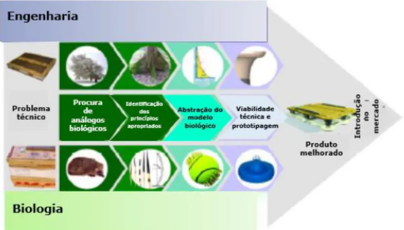 Figura 3. Processo top-down: Progressão de um projeto de pesquisa biomimético dos modelos  biológicos para o produto biomimético, como exemplificado pelo &#34;absorção de choque pelas 