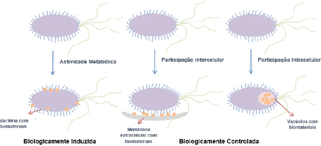 Figura 4. Representação esquemática da biomineralização biologicamente induzida e da  biomineralização biologicamente controlada (Sarayu et al., 2014)