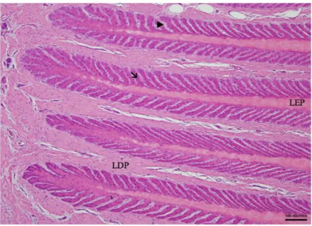 Figura  2.  Fotomicrografia  ilustrando  a  derme  e  epiderme  podal  de  equino  hígido,  na  qual  se  observa  a  disposição  das  lâminas  epidérmicas  primárias  (LEP)  e  lâminas  dérmicas  primárias  (LDP),  além  de  suas  projeções,  as  lâminas 