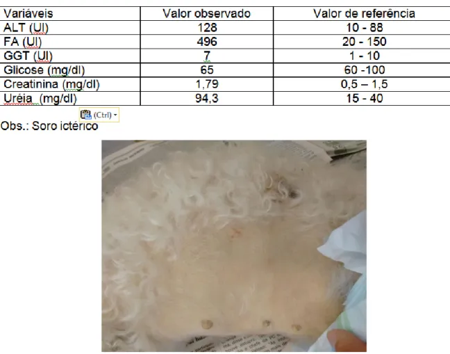 Tabela  3:  Resultado  de  bioquímica  sérica  do  cão  com  anemia  hemolítica  imunomediada 
