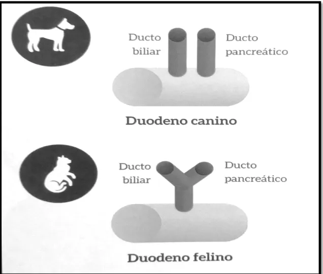 Figura 1 – Diferença anatômica do ducto biliar e pancreático entre cães e gatos (Adaptado de COSTA,  2014)