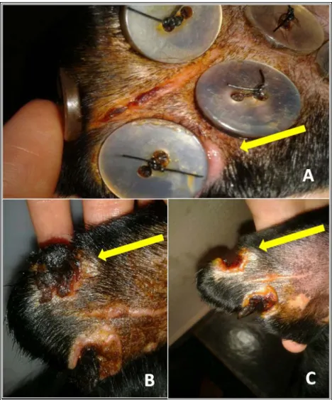 Figura 1: Imagem fotográfica de pavilhão auricular  de cão da  raça Labrador submetido a procedimento cirúrgico  para correção de otohematoma