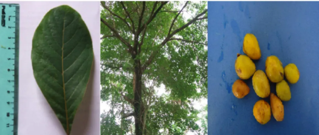 Figura  1  -  Buchenavia  tomentosa,  à  esquerda  a  folha,  no  centro  uma  visão  geral  de  um  exemplar  da  espécie  no  município  de  Araguaína-TO,  à  direita frutos frescos