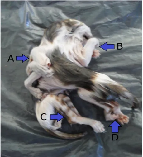 Figura 2: Vista dorsal do felino teraltodelfo demonstrando em A e B os membros  torácicos; em C e D os membros pélvicos