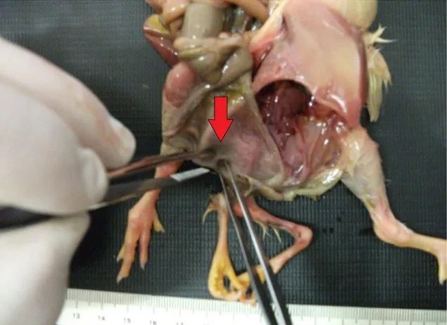 Figura 3. Vista ventral da ave com a exposição dos órgãos do sistema digestivo. A seta  aponta para a região do reto e da cloaca terminando em dois orifícios de fundo cego 