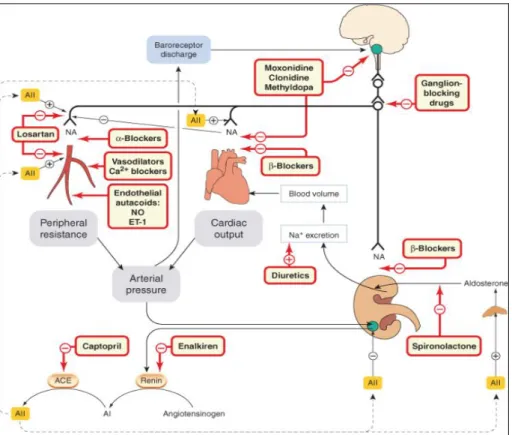 Figura  VI-  Diagrama  mostrando  os  principais  mecanismos  envolvidos  na  regulação  da  pressão  arterial  (linhas  pretas)  e  os  locais  de  ação  dos  anti-hipertensivos  (quadros  sombreados  + linhas vermelhas)