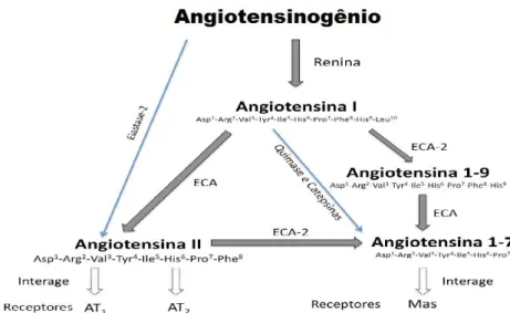 Figura  I  –  Principais  componentes  do  sistema  renina-angiotensina-aldosterona  (LIMA, M.C, 2011) 