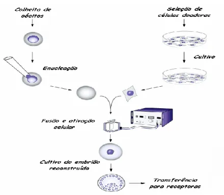 Figura  4:  Apresentação  esquemática  dos  diferentes  eventos  da  transferência  nuclear  de  células somáticas