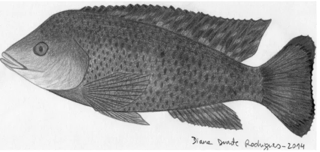 Figure 1: Illustration of Oreochromis mossambicus (Peters 1852) male kindly provided by Rodrigues, D