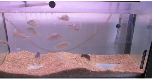 Figure 2: General view of the stock aquarium. 