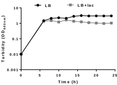 Figure  4.1-  Cell  growth  of  E.  coli  BL21(DE3)  transformed  with  pCM13(S 5 E 9 )  in  LB  med iu m  without  (LB) and with lactose (LB+lac) at different time periods for 24 h at 37 ºC, 1:4 volu me ratio and 200 rp m