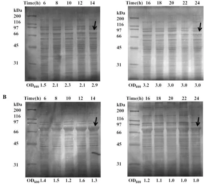 Figure 4.3-  Protein production analyzed by SDS -PA GE (Copper staining) of soluble fract ions of SELP-   