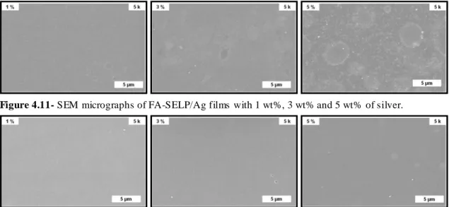 Figure 4.11- SEM micrographs of FA-SELP/Ag films with 1 wt%, 3 wt% and 5 wt%  of silver
