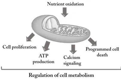 Figure  1:  Mitochondria  are  responsible  for  ATP  production  through  metabolism  and  respiration
