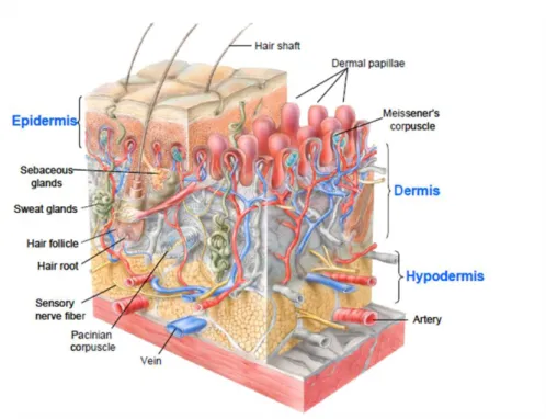 Figure 8. Schematic representation of the skin structure  [51]. 