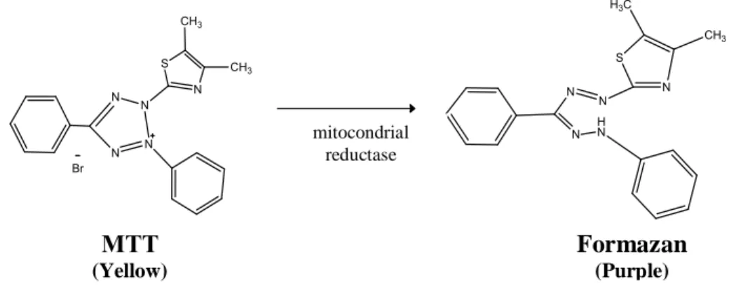 Figure 10. Representation of the reaction of enzymatic conversion of MTT to formazan 