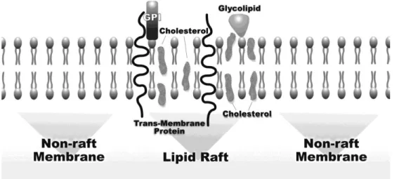 Figure 1.3 - Structure and composition of membrane lipid rafts. From (Chichlowski and Hale, 2008)