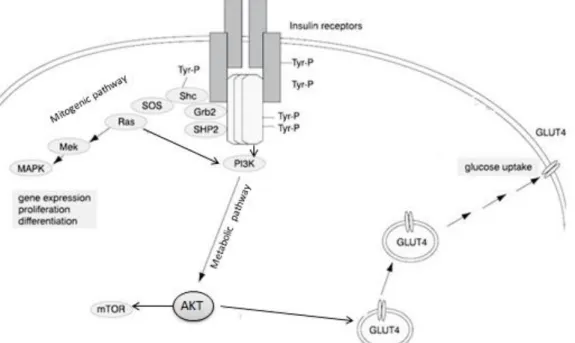 Figure 1.6 – Schematic representation of Insulin receptor pathways: PI3K mediating metabolic  responses and Ras mediating mitogenic signaling