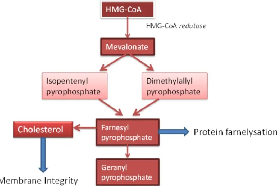 Figure 1.8 - Schematic representation of the Mevalonate pathway. Adapted from (Thurnher et al., 2013) 