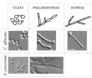 Figure  2.  Morphological  forms  possible  in  S.  cerevisiae  as  compared  with  the  human  commensalist  and opportunistic pathogen Candida albicans