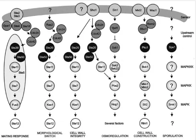 Figure 4. Brief outline of the yeast MAPK pathways. Withdrawn from Hohmann S (2002) [40].