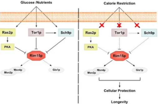 Figure 2. RAS/PKA, TOR and Sch9 pathways regulators of life span in S. cerevisiae. Glucose and others  nutrients activate the three pathways which promote the repression of Rim15p and consequently the down  regulation  of  dependent  stress  resistance  sy