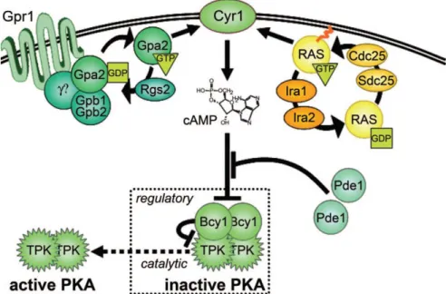 Figure  3.  RAS  signaling  pathway  in  S.  cerevisiae.  Ras  and  Gpa2p  (GTP  bound  G  proteins)  bind  to  adenylate  cyclase  (Cyr1p)  and  promote  its  production  of  cAMP