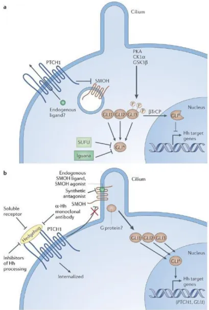 Figure 5. The vertebrate Sonic Hedgehog signaling pathway in the absence or presence of Hh ligands