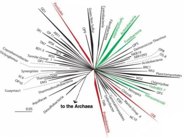Figure 1.6. Representation of the diversity of bacteria in the human intestine. Wedges represent division: 
