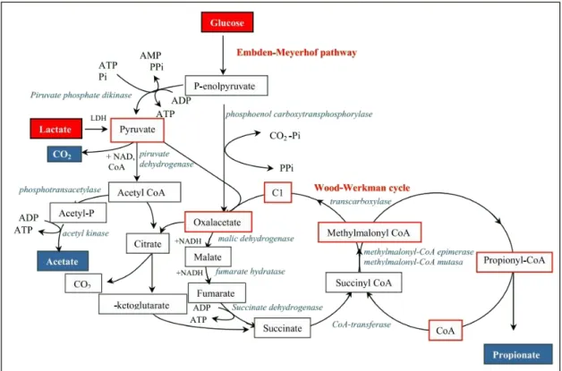 Figure 1.8. Schematic representation of main fermentation end products in propionibacteria (Zarate 2012)