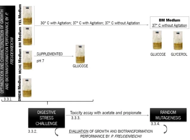 Figure 3.2. Assays performed to optimize and characterize  P. freudenreichii  and to study digestive stress  challenge as well as random mutagenesis