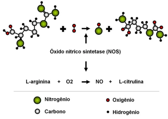 Figura 4 – Desenho esquemático da origem do óxido nítrico (NO). O NO é sintetizado a  partir da L-arginina e da molécula de oxigênio por meio da ação da enzima óxido nítrico  sintetase (NOS)