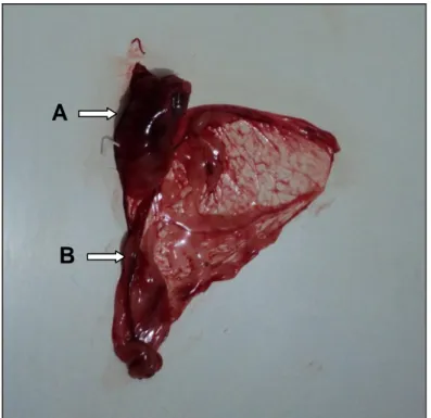 FIGURA  3  -  A  foto  mostra  o  ovário  esquerdo  hipertrófico  (A) e tecido fibromuscular com vasos sanguíneos (B)  que  foram  retirados  de  uma  cadela  Dachshund  durante  ovarioisterectomia eletiva