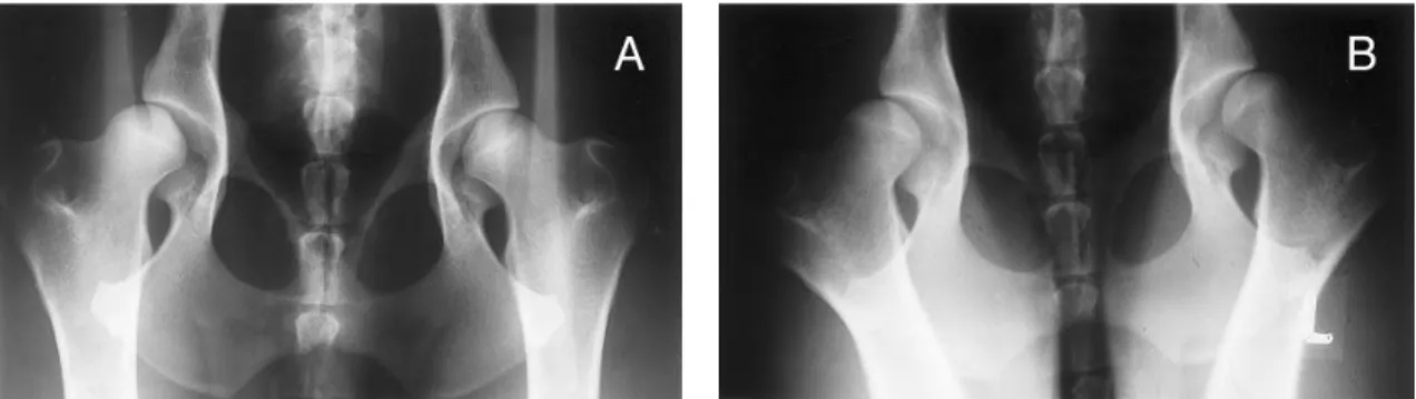 Figura  5:  Radiografias  usando  a  técnica  padrão  e  de  estresse.  (A)  Radiografia  da  articulação  coxofemoral  de  um  Pastor  Alemão  de  um  ano  de  idade  usando  a  técnica  padrão