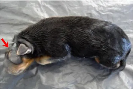FIGURA 1- Foto da vista dorsal da cabeça do espécime canino, demonstrando                          grave malformação da região encefálica (anencefalia) (seta)