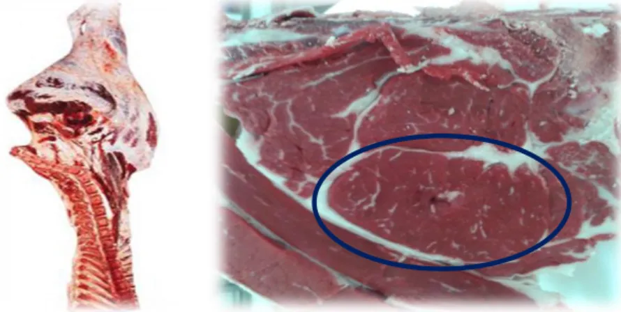 Figura 9 - Pistola de bovino realçando-se a azul a localização específica do músculo  Longissimus dorsi