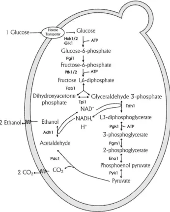 Fig. 4 - Alcoholic fermentation: enzymatic steps on  S. cerevisiae . Source: Faria-Oliveira  et al