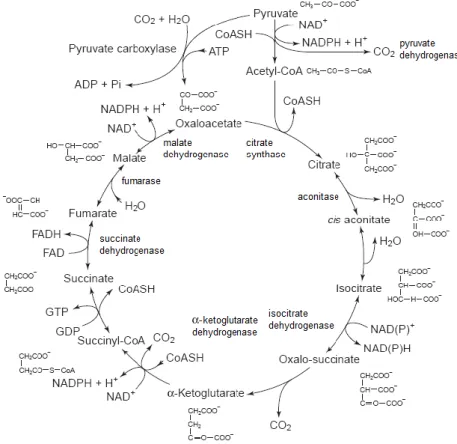 Fig. 5 - The tricarboxylic acid (TCA) cycle. Adapted from Briggs  et al.  (2004). 